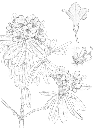 Rhododendron ungernii
